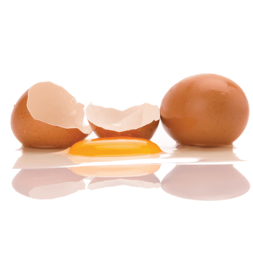 egg shells