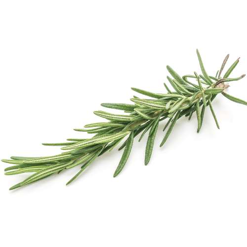 rosemary