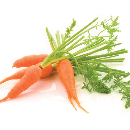 carrot